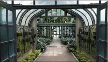  ?? SUBMITTED PHOTO - CAROL GROSS ?? The Orchid House at Longwood Gardens looks very different during closure. Orchids typically placed in the Orchid House containers have been moved to a central, back-of-house location that allows for more efficient care.