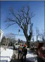  ?? ROBERT F. BUKATY — THE ASSOCIATED PRESS FILE ?? An arborist in a cherry picker cuts limbs from a massive elm tree, nicknamed Herbie, in Yarmouth, Maine.