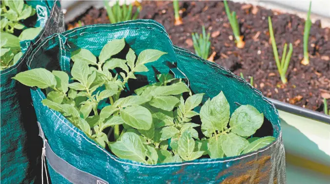  ??  ?? Potato plants growing in a bag in springtime.