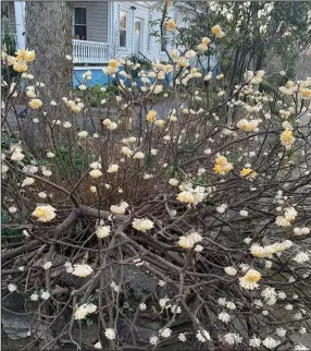  ?? (Special to the Democrat-Gazette) ?? The winter blooms of Edgeworthi­a chrysantha smell sweeter than gardenias.