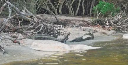  ?? PHOTOS BY MALCOLM DENEMARK/USA TODAY NETWORK ?? Manatee bones are scattered along the shore of the Indian River in Florida. Decades of conservati­on success have given way to jumbles of bones and carcasses all around Florida.