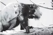  ?? CORTESíA ?? Imagen de uno de los monos afectados, en San Diego.