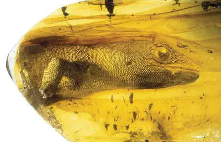  ?? CREDIT: WOLFGANG WEITSCHAT ?? When it was revealed in 2006, this preserved lizard, named Yantarogek­ko balticus, was the oldest fossil gecko ever discovered.