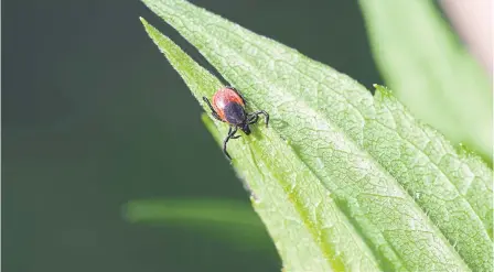  ?? ?? Ticks are particular­ly prevalent in woodland