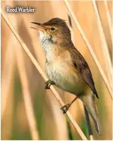  ??  ?? Reed Warbler