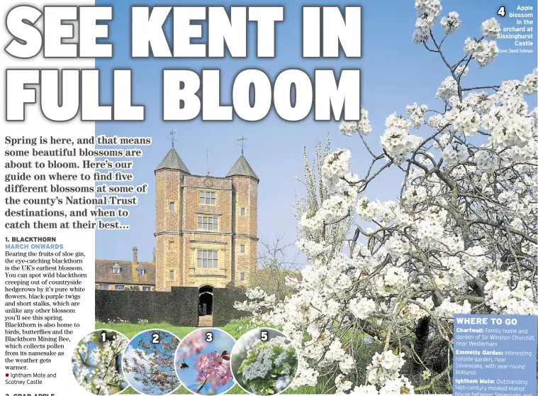  ?? Picture: David Sellman ?? Apple blossom in the orchard at Sissinghur­st Castle