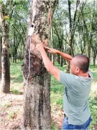  ??  ?? Dr. Reymon Ruba installing H288 apparatus on an old rubber tree.