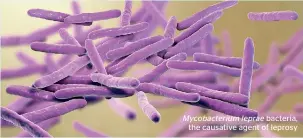  ??  ?? Mycobacter­ium leprae bacteria, the causative agent of leprosy