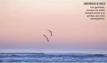  ?? ?? COMPAÑERAS DE VUELO Las gaviotas, aunque no están siempre junto a su pareja, son aves monógamas.