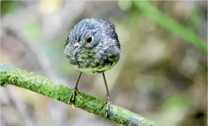  ?? PHOTOS: ANDY JACKSON/STUFF ?? A North Island Robin makes itself at home at Rotokare.