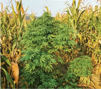  ?? Fotos: Kripo Fürstenfel­dbruck ?? Mitten zwischen den Maispflanz­en wuchs Cannabis in die Höhe. Es ist nicht geklärt, wer die Pflanzen auf dem Feld bei Schmelchen illegal angebaut hat.