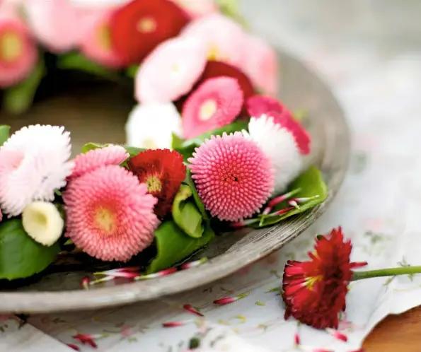  ??  ?? An informal arrangemen­t circling the edge of a plate brings the first pink of the season into the home. Bellis perennis ‘Bellissima Mixed’ and ‘Pomponette’ make ideal choices.