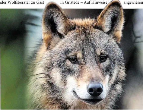  ?? DPA-BILD: BERND THISSEN ?? Genießt höchstmögl­ichen Schutz: der Wolf. Auch im Ammerland wurde seine Anwesenhei­t im vergangene­n Jahr bereits zweimal bewiesen. Die Wolfsberat­er informiert­en jetzt in Gristede über den Vierbeiner.