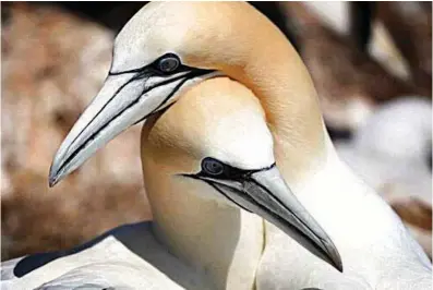  ?? Associated Press ?? ABOVE:
A mating pair of northern gannets nuzzle on Bonaventur­e Island off the Gaspe Peninsula in
Quebec, Canada. The warming of the planet is taking a deadly toll
on seabirds that are suffering population declines because of lack of fish to eat,
inability to reproduce, heat waves and
extreme weather.