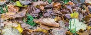  ?? ?? It’s important to know that hiding in amongst the leaves and debris that is still on the ground and the stems that are still left standing, lie many of our important pollinator­s and other beneficial insects continue to enjoy their winter slumber.