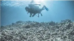  ??  ?? A government inpsection of reef damage. A UN report predicted all World Heritage reefs will die by 2100 unless carbon emissions are drasticall­y reduced.