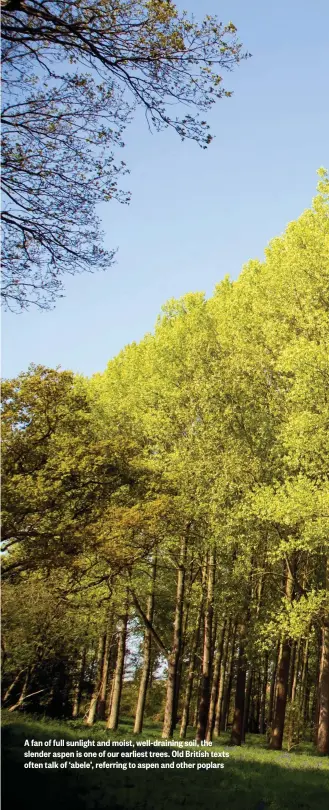  ??  ?? A fan of full sunlight and moist, well-draining soil, the slender aspen is one of our earliest trees. Old British texts often talk of ‘abele’, referring to aspen and other poplars