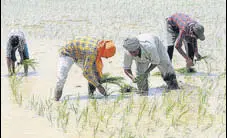  ?? HT FILE ?? The state agricultur­e department is expecting to reduce the area under paddy cultivatio­n by at least 3 lakh hectares.