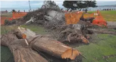  ?? AP PHOTO BY K.C. ALFRED ?? A Monterey cypress tree that toppled in Ellen Browning Scripps Park last week in La Jolla, Calif., is, according to local legend, the tree inspired the The Lorax by Dr. Seuss.