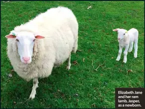  ??  ?? Elizabeth Jane and her ram lamb, Jasper, as a newborn.