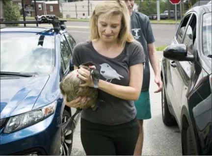  ?? ASSOCIATED PRESS ?? Michele Wellard of Philadelph­ia Metro Wildlife Center in King of Prussia brings in a Canada goose that was found injured at a day camp. The center is currently based out of a former accountant’s office and has been for the past three months.