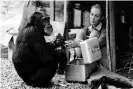  ??  ?? Goodall with chimp David Greybeard, circa 1965. Photograph: CSU Archives/ Everett Collect/REX