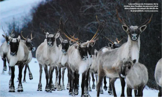  ?? PHOTO D’ARCHIVES ?? Les caribous du troupeau de la rivière aux Feuilles ne peuvent plus être chassés en raison du déclin de la population.