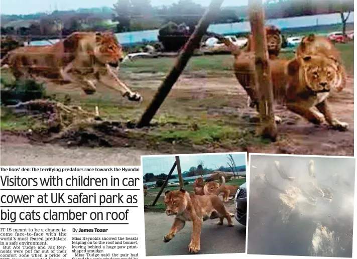  ??  ?? The lions’ den: The terrifying predators race towards the Hyundai Force of nature: The animals rampage in footage and (right) one leaves a paw print on the car