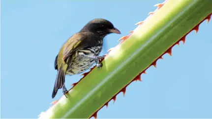  ??  ?? En la Bahía de Samaná pueden ser observadas llamativas aves como las ciguas palmeras.