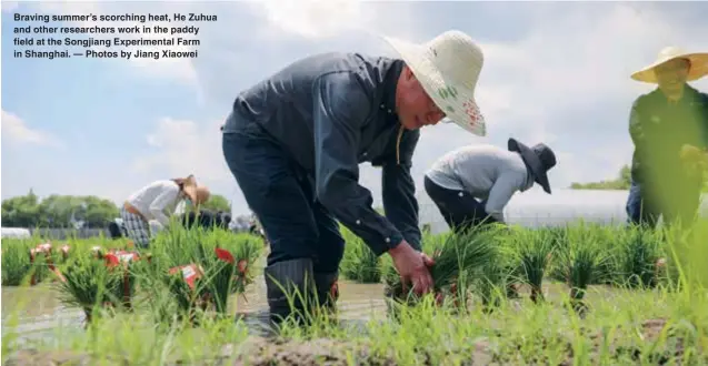  ?? ?? Braving summer’s scorching heat, He Zuhua and other researcher­s work in the paddy field at the Songjiang Experiment­al Farm in Shanghai. — Photos by Jiang Xiaowei