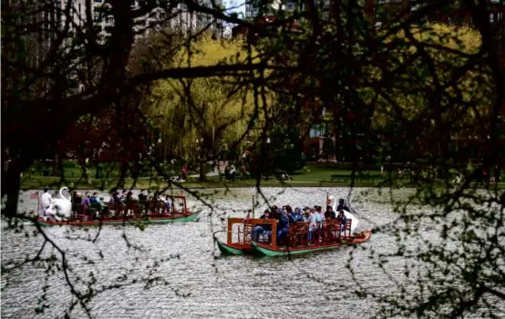  ?? PHOTOS BY ERIN CLARK/GLOBE STAFF ?? Swan Boats cruised the lagoon in the Public Garden Saturday afternoon, marking the start of another season.