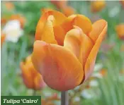  ??  ?? Tulipa ‘Cairo’
H x S