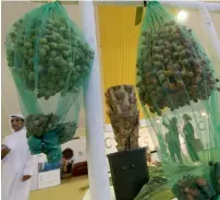  ??  ?? An exhibitor displays freshly-harvested dates during the 13th edition of the Liwa Dates Festival, which began on Wednesday.