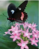  ?? RAFAEL PACHECO ?? Las mariposas de climas más cálidos tienden a liberar el calor más rápidament­e.