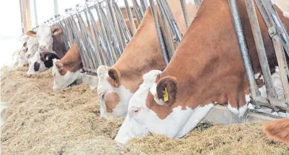  ?? ARCHIVFOTO: ISABELL UND MATTHIAS RATHGEB ?? Kühe im Kaltluftst­all des Kobeleshof­es. Die Betreiberf­amilie Zwick plant eine deutliche Erweiterun­g des Milchviehb­etriebs, der schon jetzt zu den größten seiner Art in Baden-Württember­g zählt.