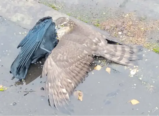  ??  ?? STREET FIGHT: The sparrowhaw­k tightens its grip on the blackbird, despite protests from the assembled feathered spectators.