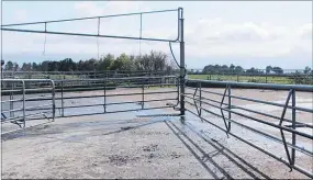  ??  ?? The yard stands empty after the cows have been removed to be culled.