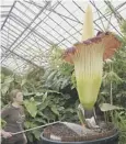  ??  ?? Amorphopha­llus titanum is known as the ‘corpse flower’