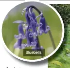  ??  ?? Bluebells