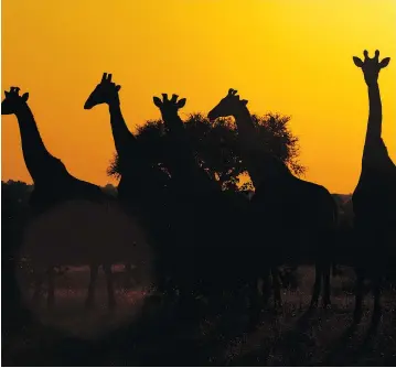  ?? CAMERON SPENCER / GETTY IMAGES ?? Botswana is known for its wildlife, including giraffes, its stunning scenery and as the place Prince Harry fell in love.