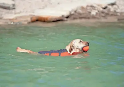  ?? ZACHARY ALLEN/THE PUEBLO CHIEFTAIN ?? River the Labrador retriever plays fetch while wearing a life jacket at Lake Pueblo on July 12, 2023.