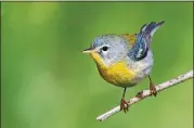  ?? CONTRIBUTE­D BY DAN PANCAMO/CREATIVE COMMONS ?? The Northern parula warbler spends the winter in Mexico, Central America and the Caribbean and returns to Georgia in March for its nesting season — one of the earliest arrivers in the state during spring migration.