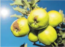  ?? FOTO: DPA ?? Nach dem Frost im Frühjahr waren viele Äpfel beschädigt oder wuchsen erst gar nicht. Für einige Landwirte geht es an die Existenz.