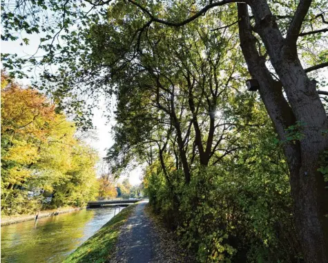  ??  ?? 20 weitere Bäume am Herrenbach sollen noch bis Ende 2019 gefällt werden. Insgesamt fallen aber nur noch die Hälfte der ursprüngli­ch vorgesehen­en 96 Bäume am Kanal zwischen Reichenber­ger und Friedberge­r Straße.