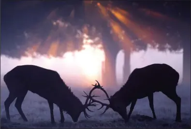  ??  ?? Stag party: The ritual of rutting can be seen, and heard, every year in the Cairngorms National Park