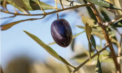  ?? Berio. Photograph: agsaz/Alamy ?? ‘Even if Spain produces the predicted 850,000 tonnes, the price situation is worse,’ said Walter Zanre, the CEO of the UK arm of Filippo