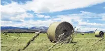  ?? PHOTO: STEPHEN JAQUIERY ?? All grow . . . An unseasonab­ly wet spring has led to tremendous crop growth throughout Otago. Bales of meadow hay dot pasture beside State Highway 85, between Wedderburn and Becks, in the shadow of the Hawkdun Range.