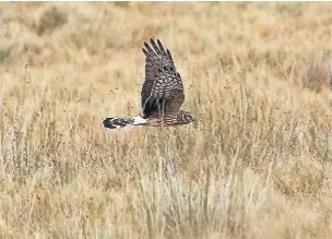  ?? Mike Watson ?? ●● A hen harrier