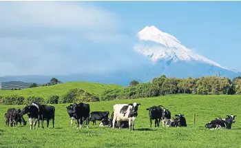  ?? ?? SHOCK: New Zealand dairy farmers have seen an 8.5% reduction in commodity prices.