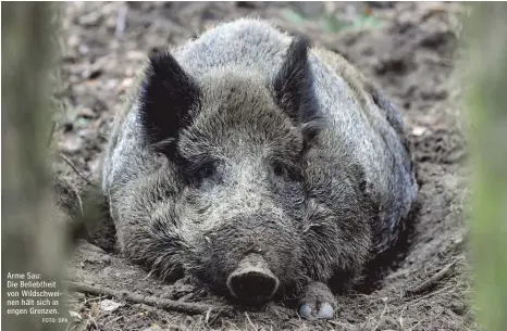  ?? FOTO: DPA ?? Arme Sau: Die Beliebthei­t von Wildschwei­nen hält sich in engen Grenzen.